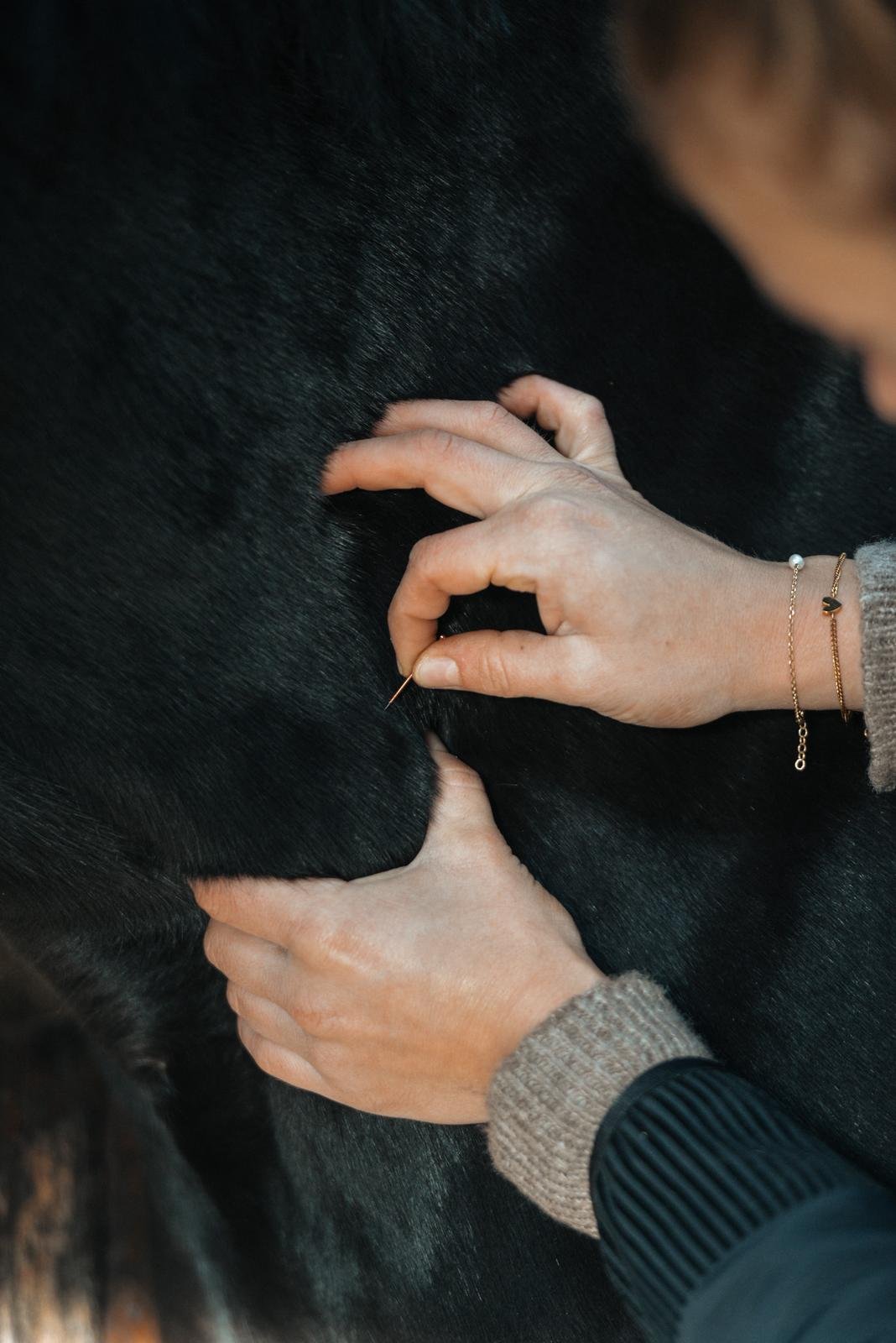 Home Dry Needling am Hals | Pferdeosteopathie Bimberg