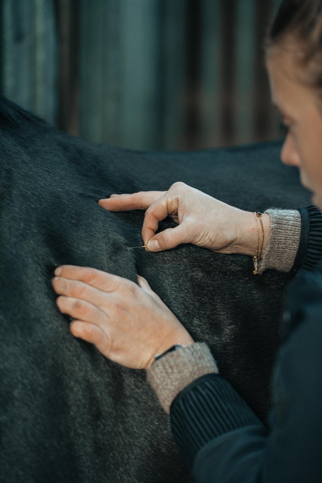 Home Dry Needling am Latissimus Dorsi | Pferdeosteopathie Bimberg
