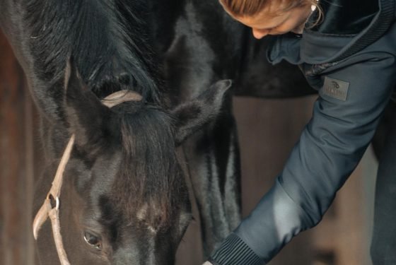 Nackendehnung | Pferdeosteopathie Bimberg