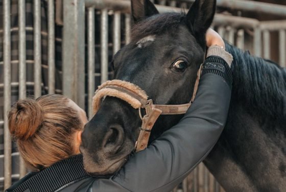 Genick-Befundung | Pferdeosteopathie Bimberg